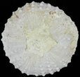 Tetragramma Fossil Echinoid (Sea Urchin) - Morocco #61386-1